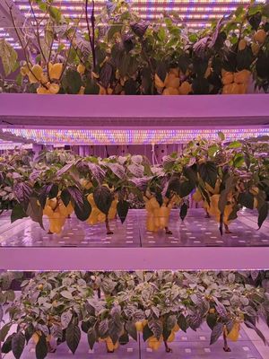 无人机播种、植物工厂 农业黑科技的未来图景还有多少惊喜？